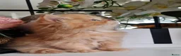 Persian cats for sale: Persian kittens  - Advert 2