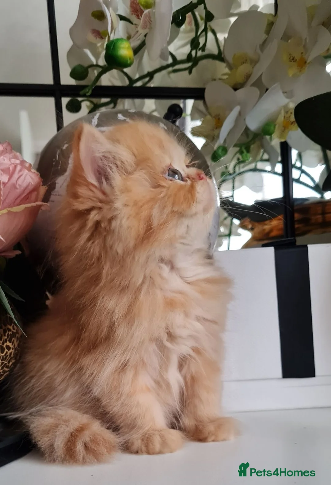 Persian cats for sale: Persian kittens  - Advert 2