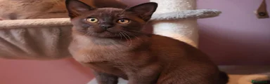 Burmese Brown Boy