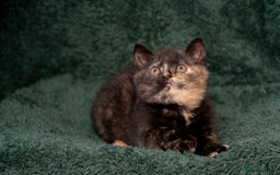 British Shorthair cats for sale: Ready this weekend, super cute BSH kittens - Image 11