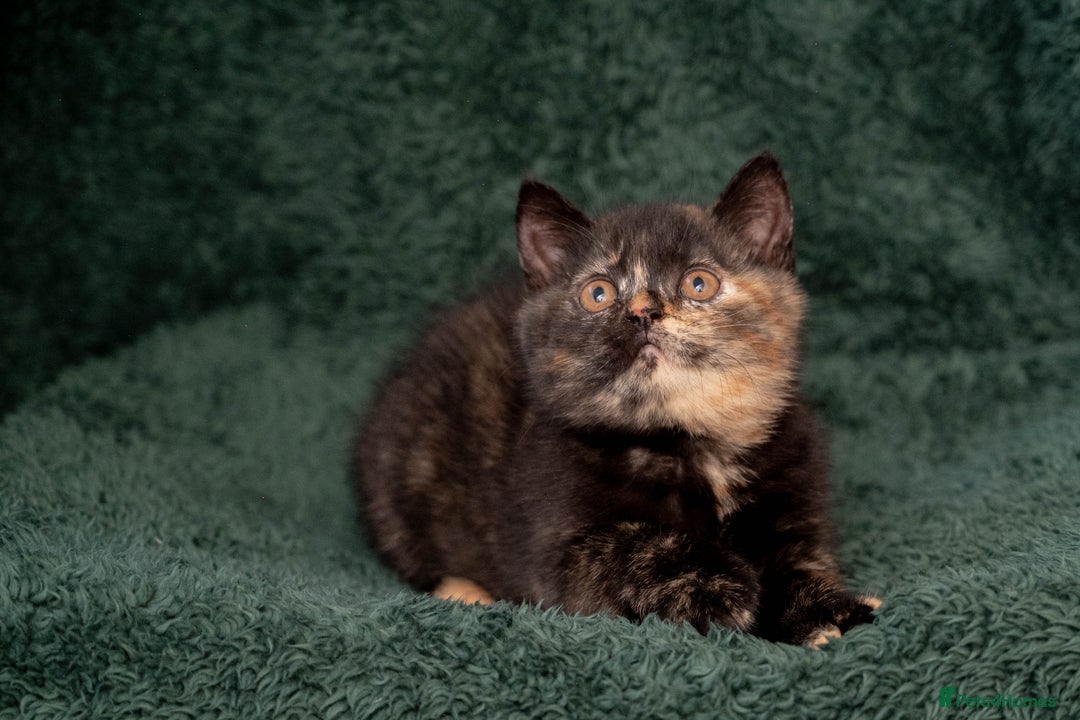 British Shorthair cats for sale: Ready this weekend, super cute BSH kittens - Image 11