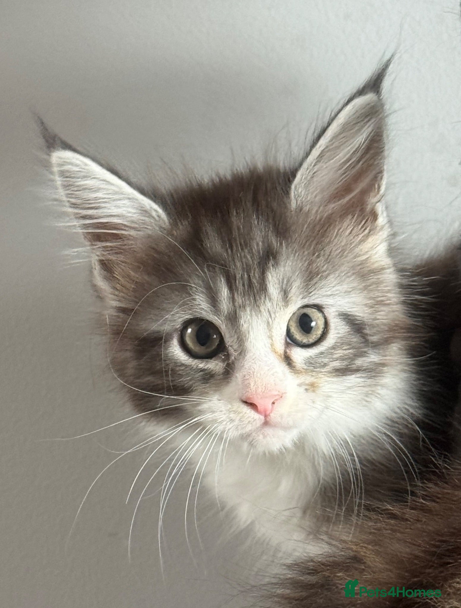 Maine Coon cats Stunning silver Maine Coon kittens ready now - Advert 2
