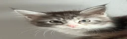 Maine Coon cats for sale: Stunning silver Maine Coon kittens ready now - Advert 2