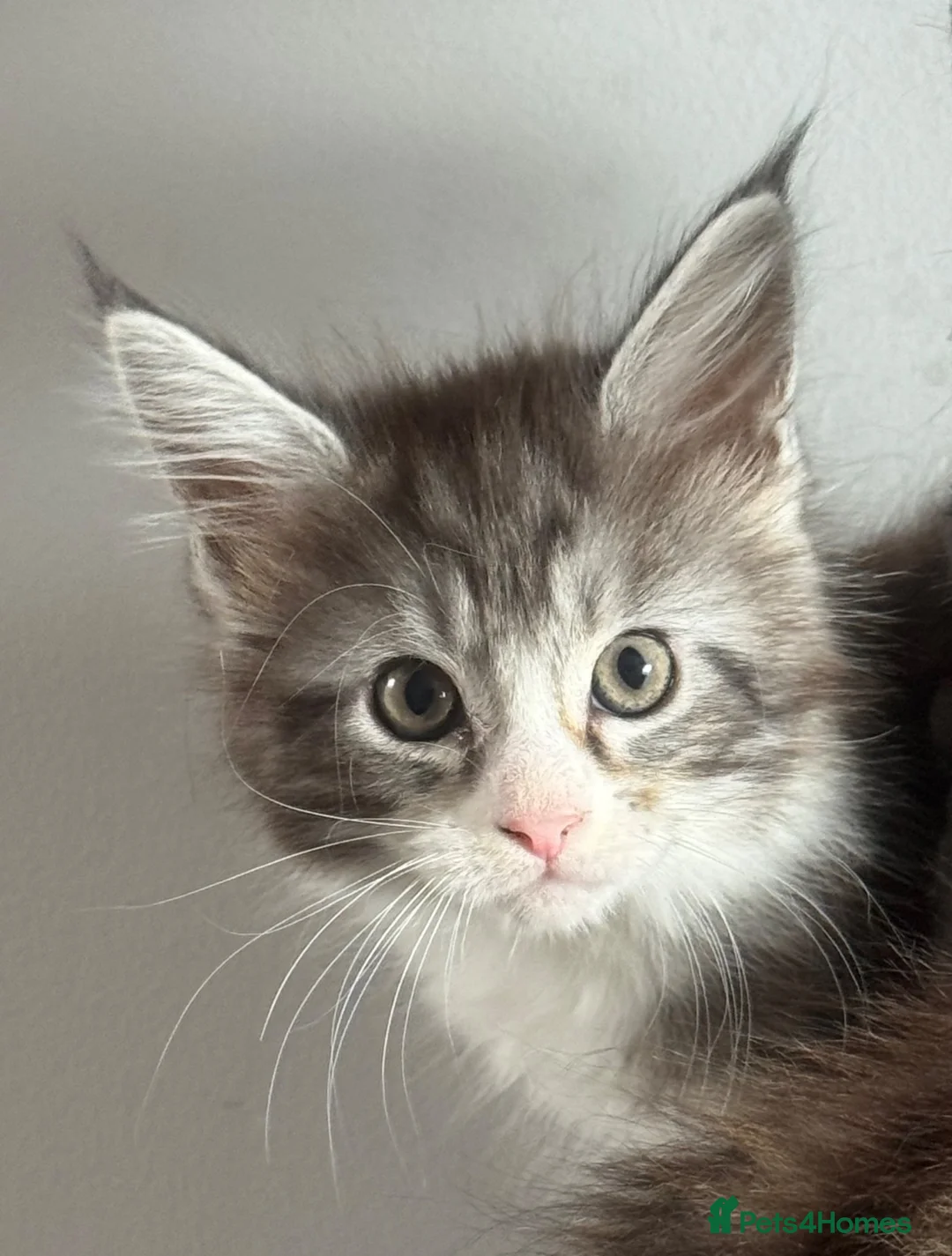 Maine Coon cats for sale: Stunning silver Maine Coon kittens ready now - Advert 2