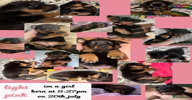Rottweiler dogs - Advert 4