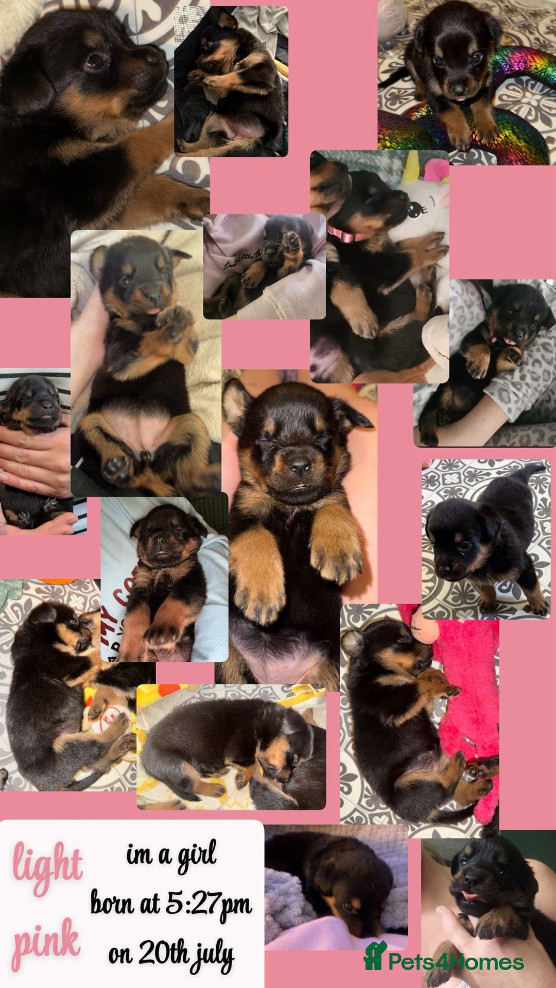 Rottweiler dogs for sale: Rottweiler Champion bloodline  - Image 10