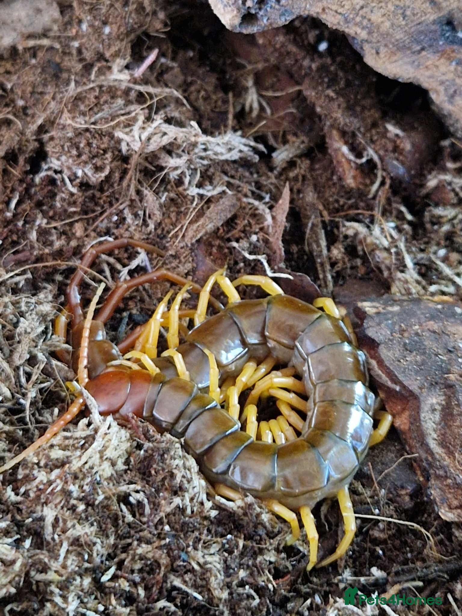 Centipedes invertebrates Juvenile Vietnamese Centipede With Enclosure - Advert 8