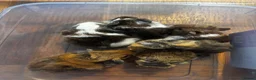 Guinea Pig rodents for sale: Babies ready 2 reserve girls&boys  - Advert 24