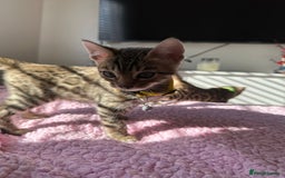 Bengal cats for sale: Beautiful pure Bengal kittens - Image 7