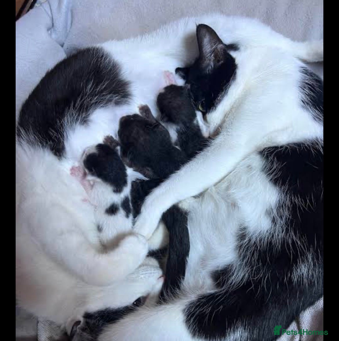 Mixed Breed cats Kitten  - Advert 1