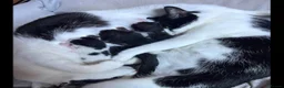 Mixed Breed cats for sale: Kitten  - Advert 1