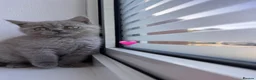 Scottish Fold cats for sale: Beautiful Scottish Fold and Scottish Straight 🐾 - Advert 21