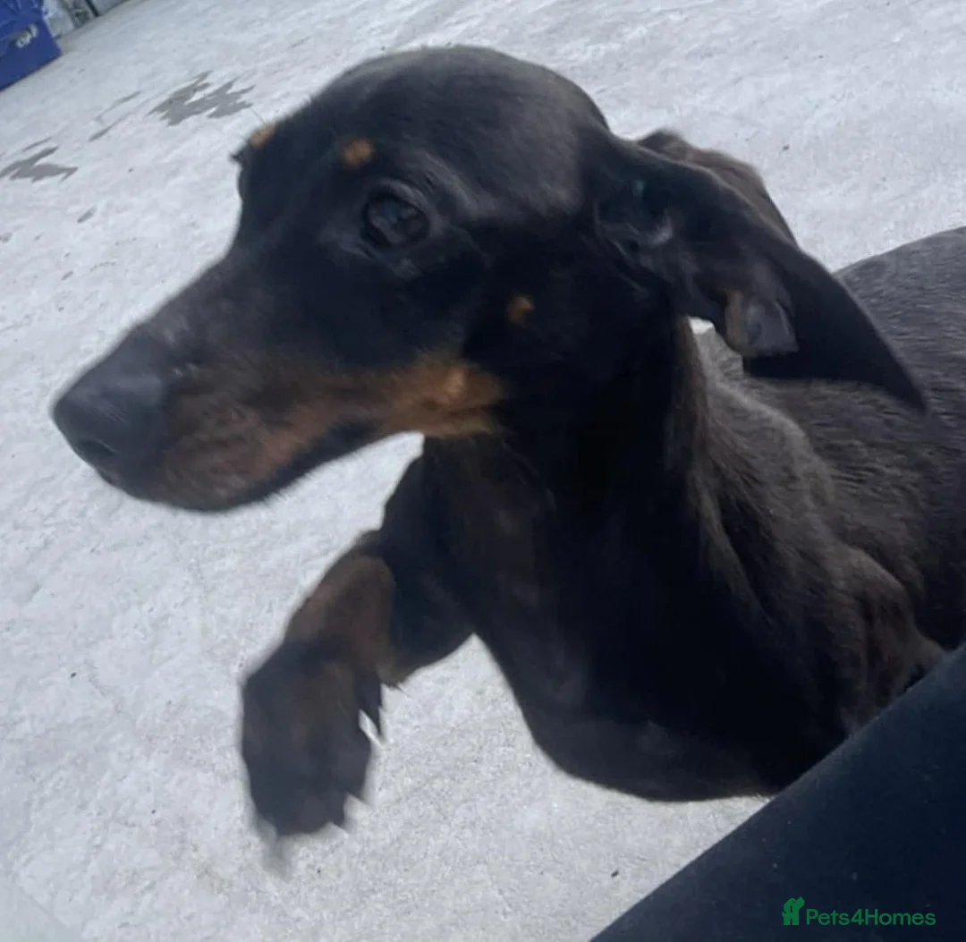 Miniature Dachshund dogs for adoption: REX & NELLIE 2yr old mini Dachshunds - Advert 3