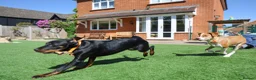 Mixed Breed dogs for adoption: Little Lad Loxy in Hook - Advert 16
