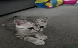 Scottish Fold cats for sale: Scottish fold kittens  - Image 7