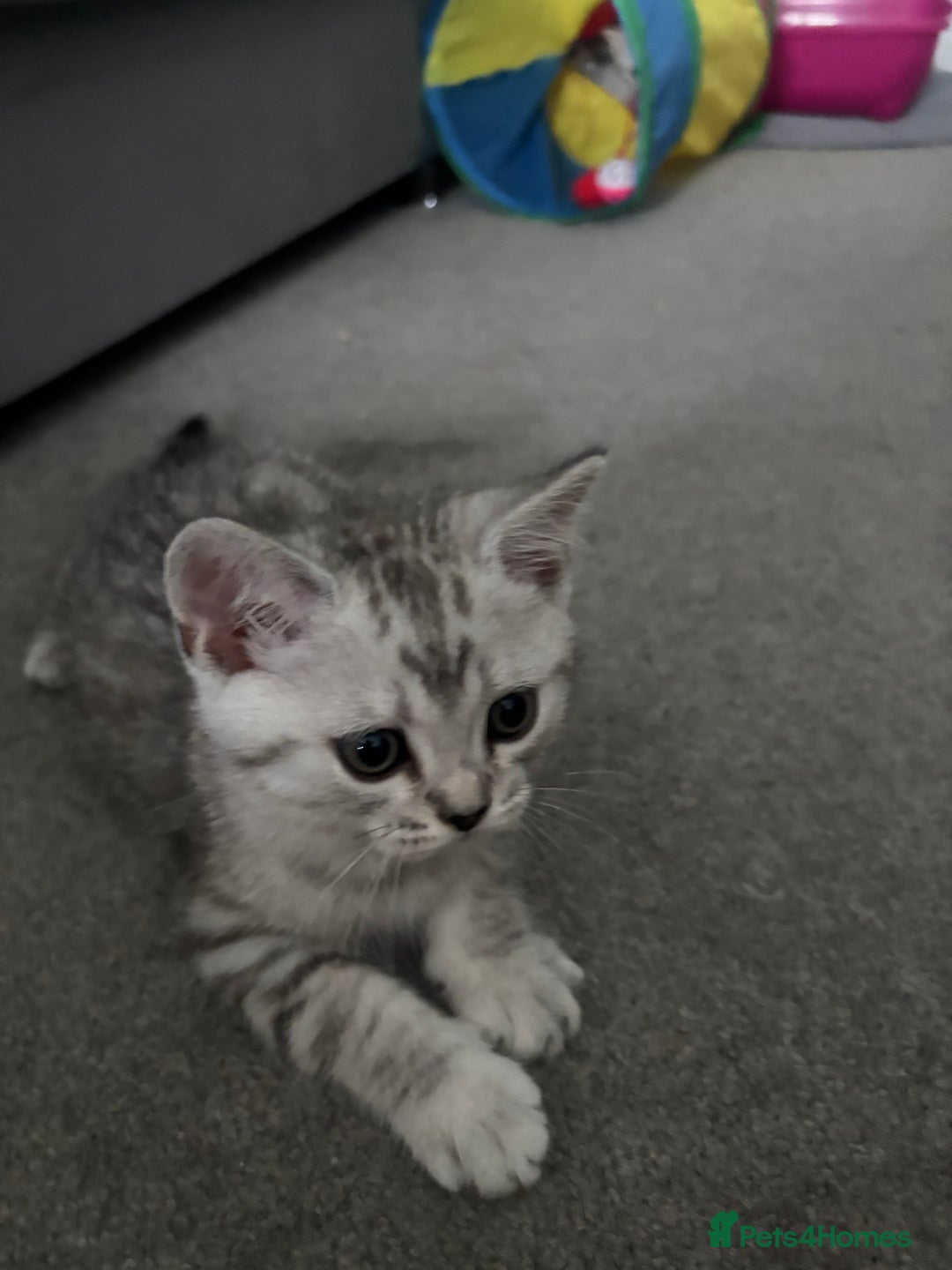 Scottish Fold cats for sale: Scottish fold kittens  - Image 7