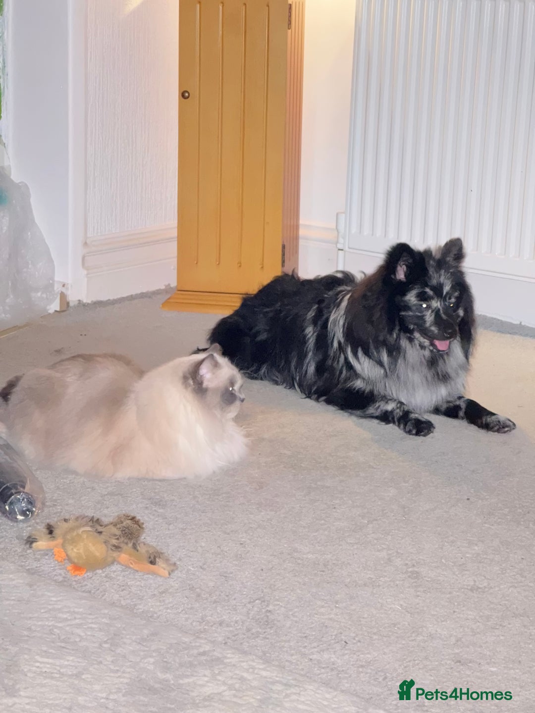 Pomeranian dogs for stud: For stud, Milo - Image 7