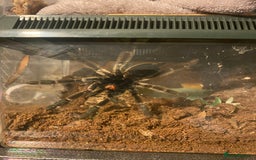 Mixed Breed reptiles for sale: Reptile, invert and amphibian rescue service.  - Image 8