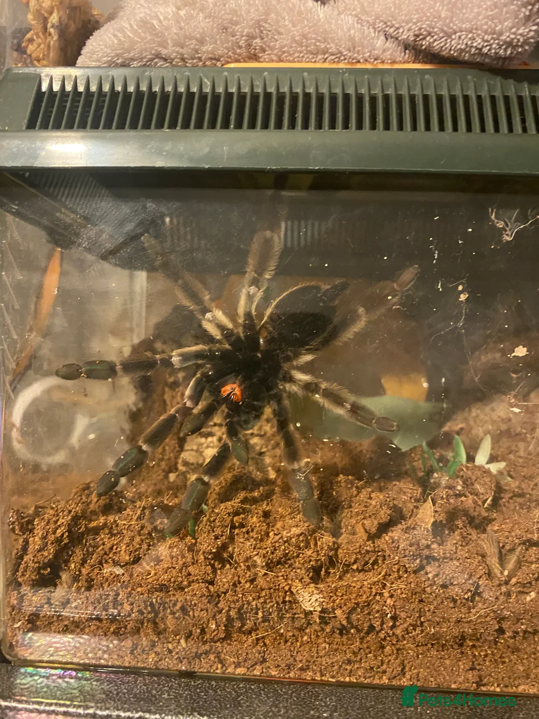 Mixed Breed reptiles for sale: Reptile, invert and amphibian rescue service.  - Advert 8