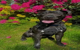 Mixed Breed dogs for sale: Beautiful, Loving Dog Needs Safe and Calm Home  - Image 1