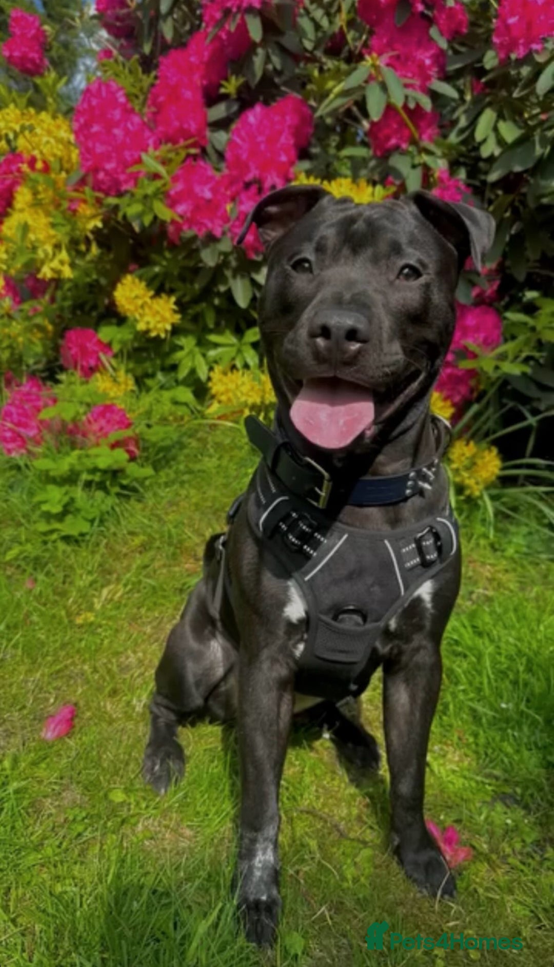 Mixed Breed dogs for sale: Beautiful, Loving Dog Needs Safe and Calm Home  - Image 1