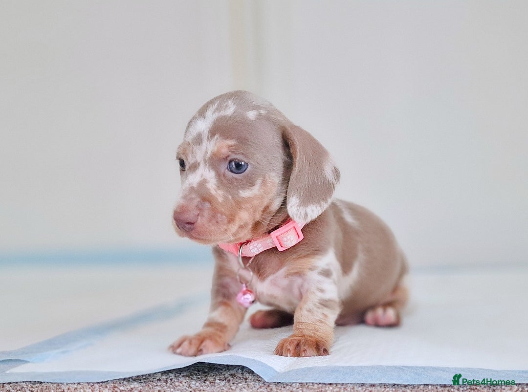Dachshund dogs for sale: BLUE DAPPLE FEMALE AVAILABLE  - Image 6