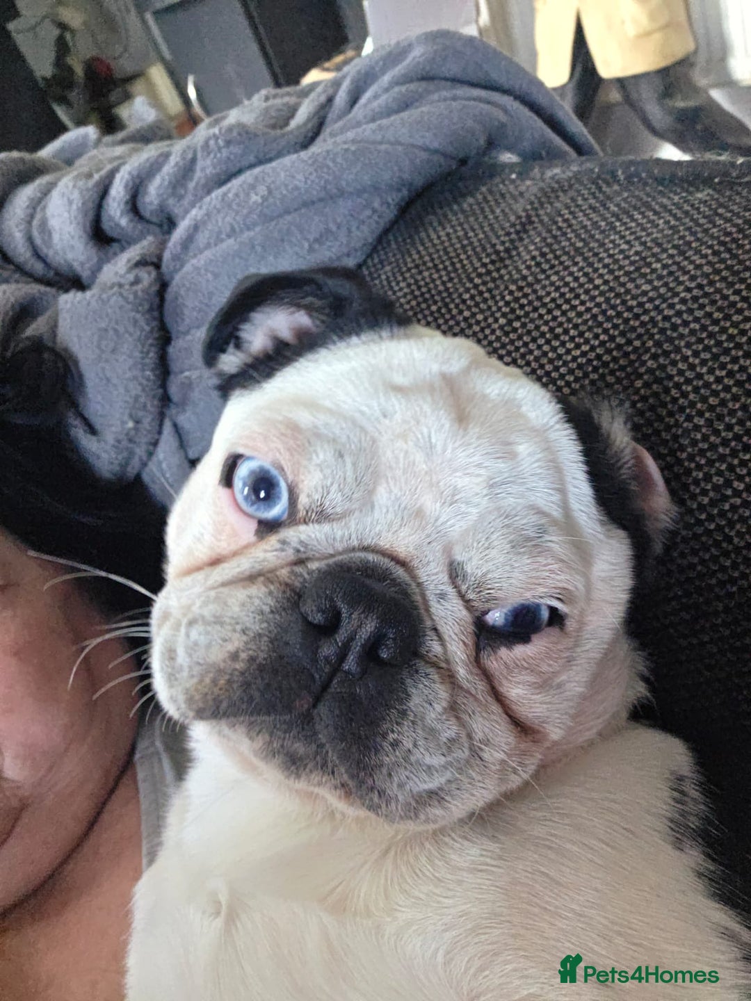 Pug dogs for sale: Kc registered rare colours  - Advert 16