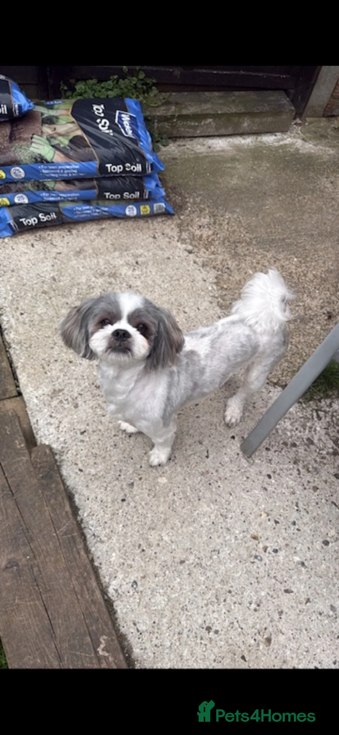 Lhasa Apso dogs for stud: My youngest of 3 Lhasa is available for stud  - Advert 2