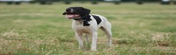 Pointer dogs for stud: Proven Health tested pointer  in Doncaster - Advert 1