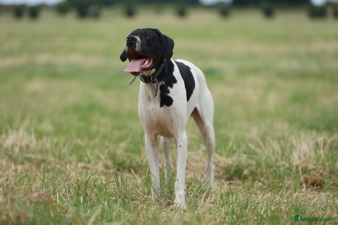 Pointer dogs Proven Health tested pointer in Doncaster - Advert 2
