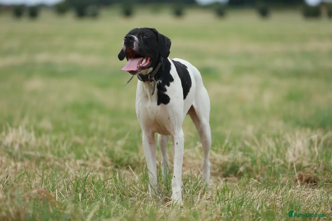 Pointer dogs for stud: Proven Health tested pointer  in Doncaster - Advert 1