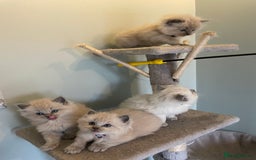 Ragdoll cats for sale: Blue and Pure Blue Mitted Ragdoll Kittens - Image 13