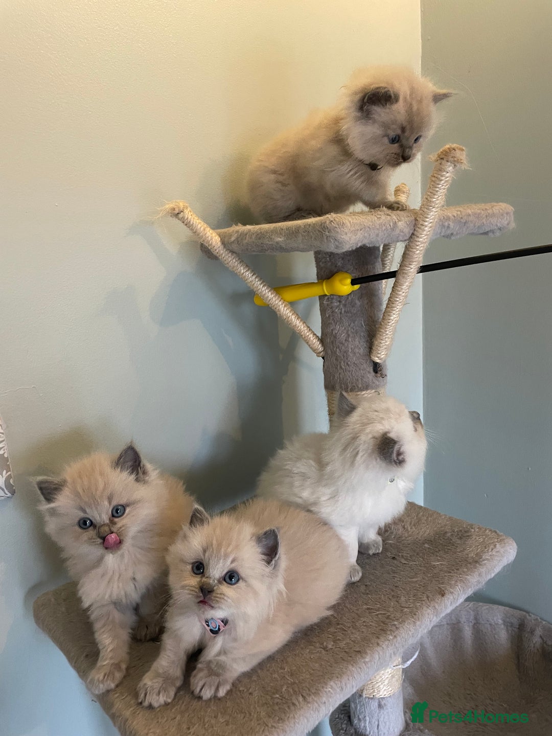 Ragdoll cats for sale: Blue and Pure Blue Mitted Ragdoll Kittens - Image 13