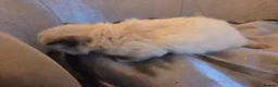 Ragdoll cats for sale: *1 Girl left * - Advert 32
