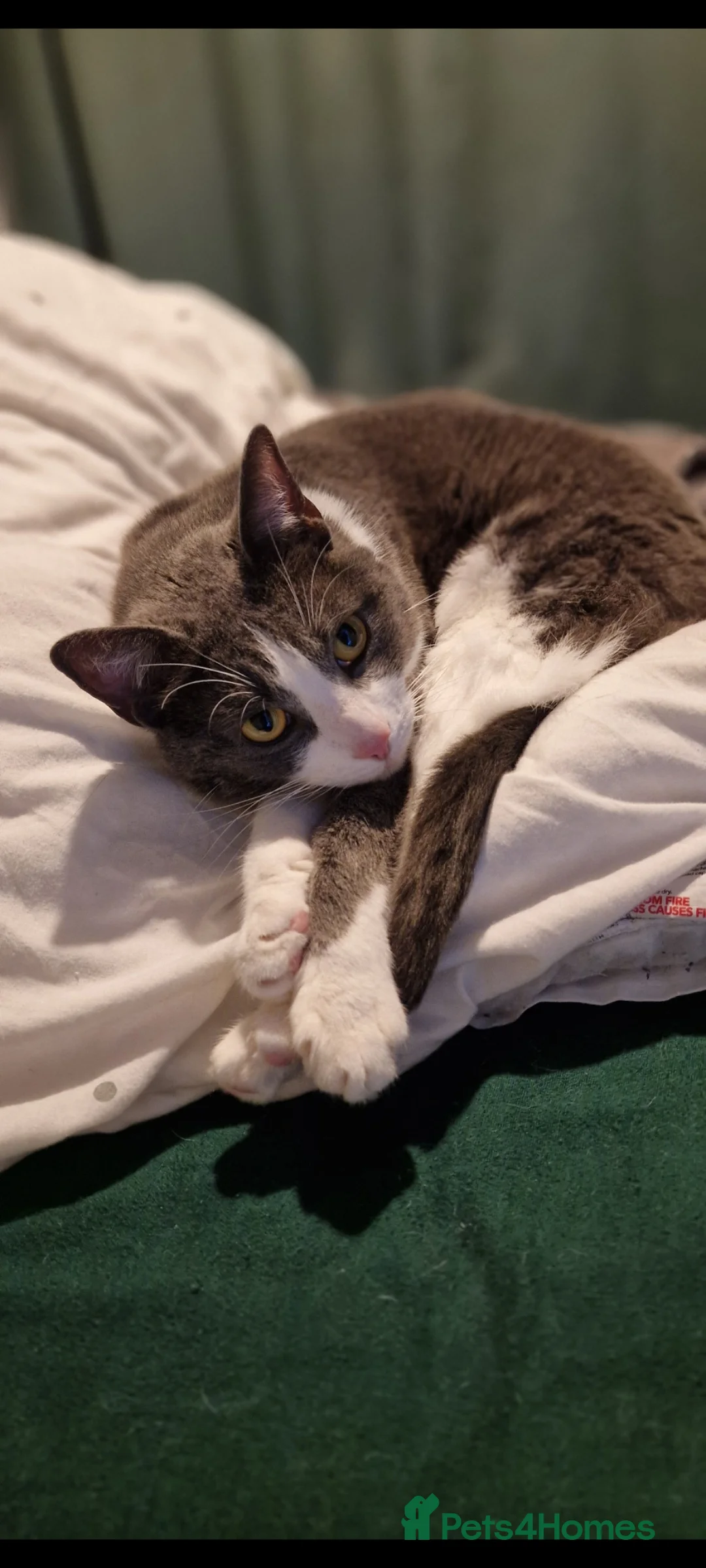 Mixed Breed cats for sale: Juno 7 years old - Advert 16