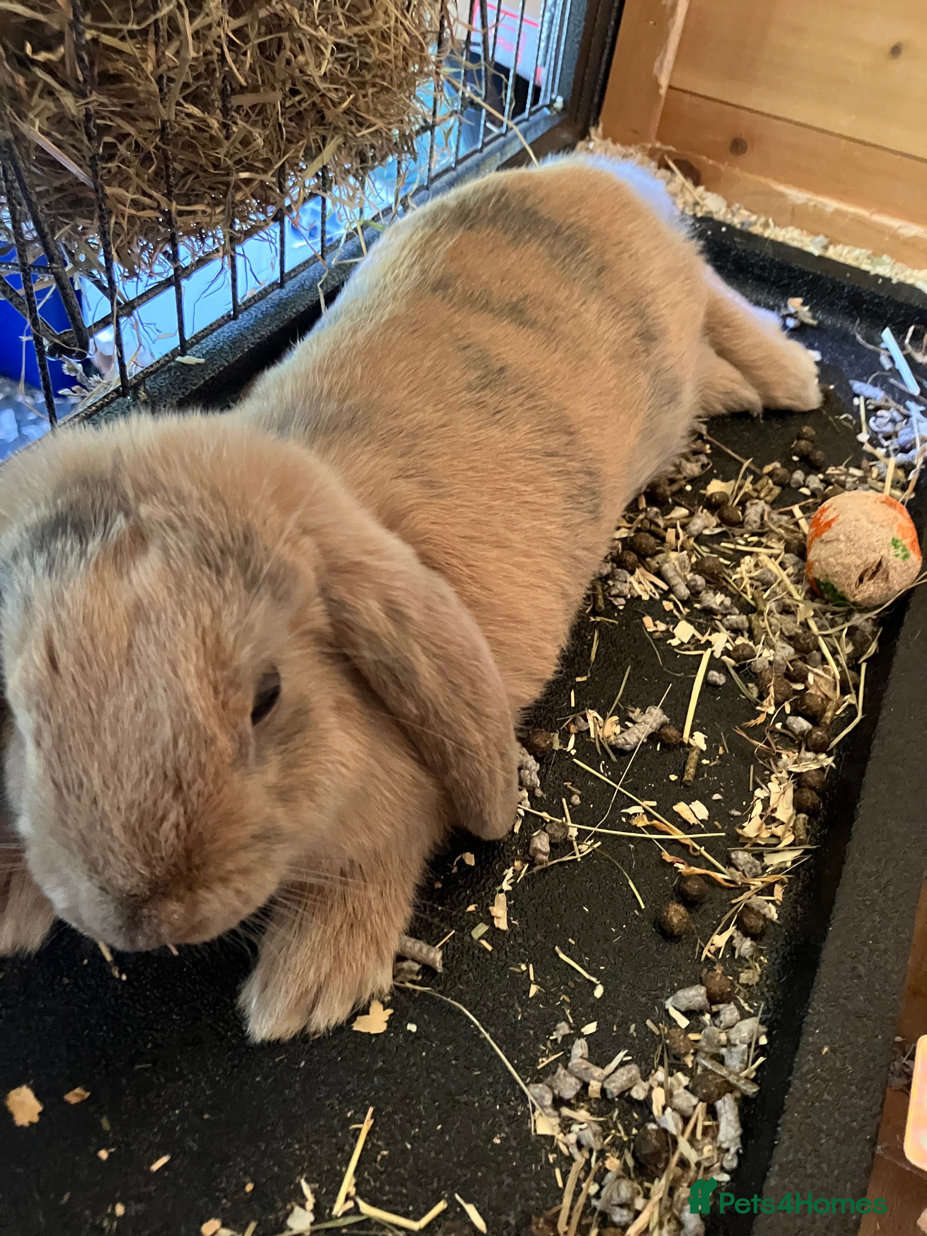 Mini Lop rabbits 2 Beutiful bunnies ginger and grey! - Advert 2