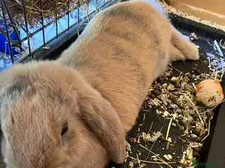 Mini Lop rabbits 2 Beutiful bunnies ginger and grey! - Advert 21