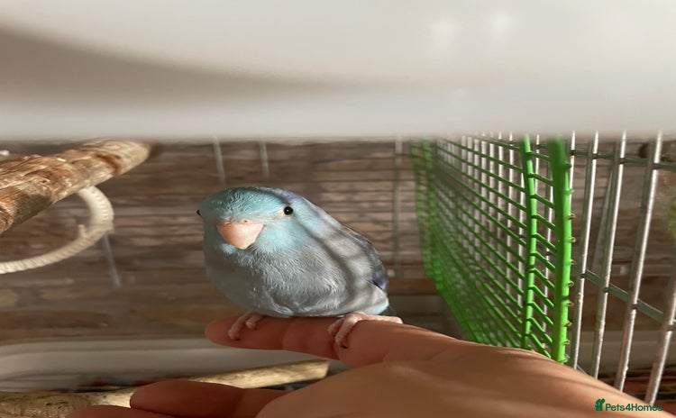 Parakeets birds - Advert 1