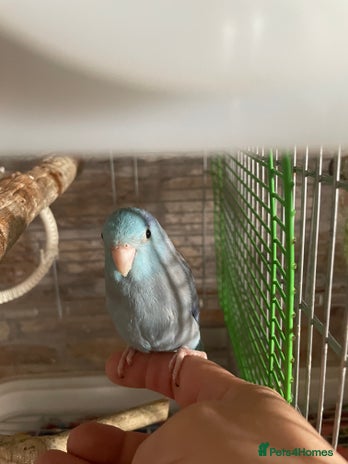 Parakeets birds - Advert 1