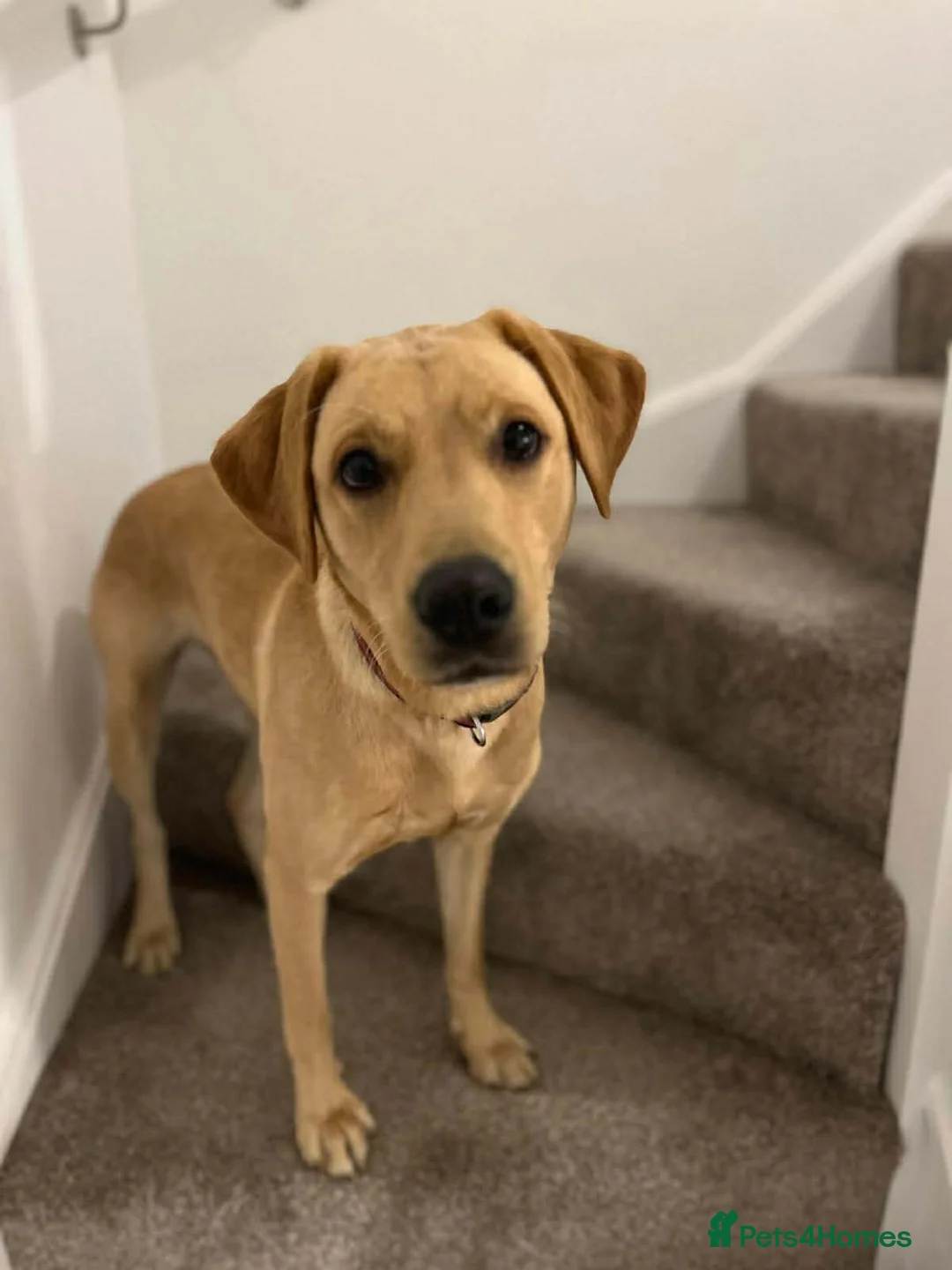 Labrador Retriever dogs for sale: Beautiful Labrador Girl - Advert 3