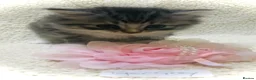 Persian cats for sale: 5 beautiful fluffy Persian crosses.  - Advert 3