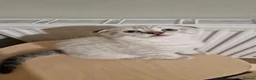 Scottish Fold cats for sale: 🐾Cute🐱 Scottish fold and Scottish straight🐱🐾 - Advert 23