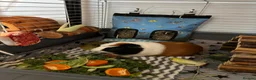 Guinea Pig rodents for sale: Two male guinea pigs two years old - Advert 6