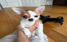 Chihuahua dogs for sale: Our beautiful Chihuahua puppies  - Image 10