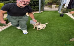 Labrador Retriever dogs for sale: Stunning kc labradors  - Image 3