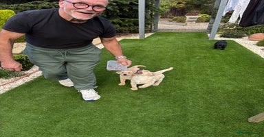 Labrador Retriever dogs - Advert 3