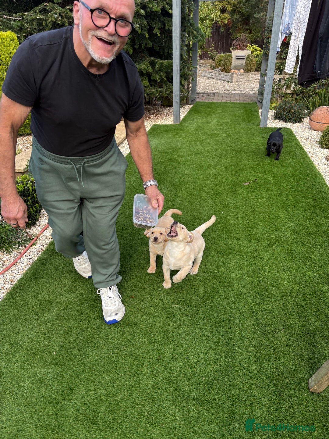 Labrador Retriever dogs for sale: Stunning kc labradors  - Image 3