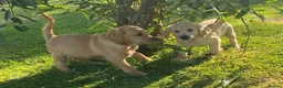 Labrador Retriever dogs for sale: KC Registered Labrador Retriever puppies  - Advert 13