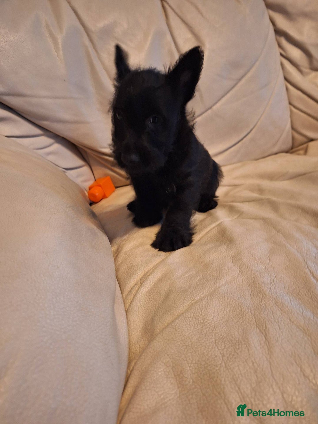 Scottish Terrier dogs for sale: ABSOLUTE CUTENESS Scottish Terrier!! - Image 8