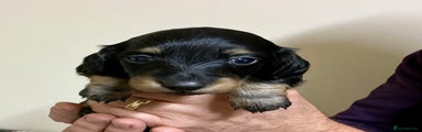 Miniature Dachshund Puppy 6 black & cream boy 